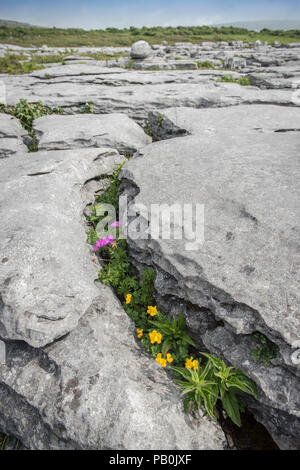 Bloody cranesbill (Geranium Sanguineum) und Bird's-foot Trefoil (Lotus corniculatus), Fugendüse, Burren Karst, Ballyvaughan Stockfoto