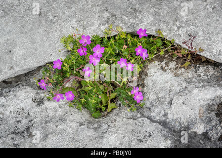 Bloody cranesbill (Geranium Sanguineum) in Felsspalte, Karst, Ballyvaughan Burren, County Clare, Republik von Irland Stockfoto