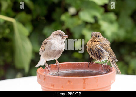 Junge House Sparrow, Passer domesticus mit Jungen Rotkehlchen, Erithacus rubecula auf Wasser Schüssel. Stockfoto