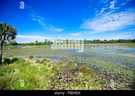 Eine Weitwinkelansicht ein Moorgebiet in Wakulla Springs entlang der Apalachee Fluss in Florida Stockfoto