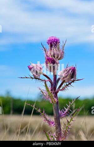 Eine isoliert - in der Nähe der Rosa wilde Blume am St. Marks Wildlife Refuge in Wakulla Springs, FL, USA Stockfoto