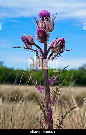 Eine isoliert - in der Nähe der Rosa wilde Blume am St. Marks Wildlife Refuge in Wakulla Springs, FL, USA Stockfoto