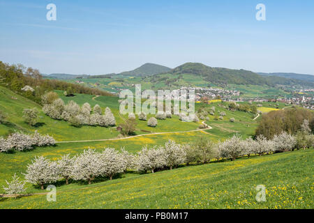 Landschaft mit blühenden Kirschbäume (Prunus Avium) in der Wiese, Fricktaler Chriesiwäg, kirsche Trail, Fricktal Stockfoto