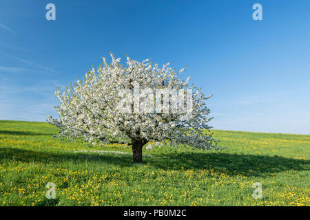 Blühenden Kirschbaum (Prunus Avium) in der Wiese, Fricktaler Chriesiwäg, kirsche Trail, Fricktal, Kanton Aargau, Schweiz Stockfoto