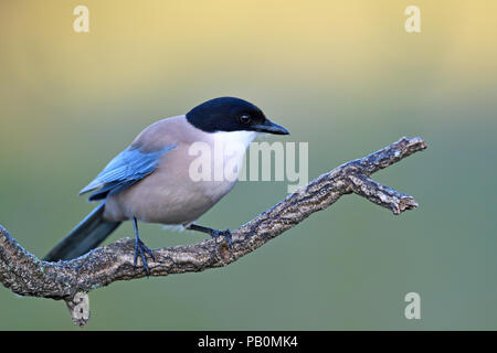 Iberischen magpie (Cyanopica cooki), sitzt auf Zweig, Extremadura, Spanien Stockfoto