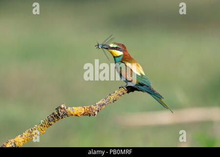 Bienenfresser (Merops apiaster) mit Libelle im Schnabel sitzt seitlich auf Zweig, Nationalpark Kiskunság, Ungarn Stockfoto