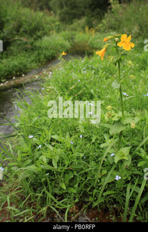 Affe Blume (Mimulus luteus) Stockfoto