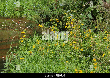 Affe Blume (Mimulus luteus) Stockfoto