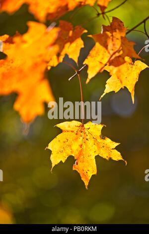 Leuchtende Ahornblätter im Vermont forist im Oktober Stockfoto