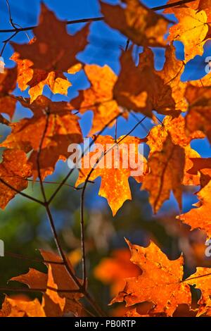 Vibrant maple leaves in the Vermont forist in October Stockfoto