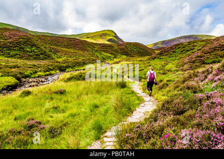 Weibliche Wanderer mit lila Rucksack wandern entlang der gepflasterten Weg durch blühende Heidekraut in Richtung Loch Skeen, Dumfries und Galloway, Schottland, Großbritannien. Stockfoto