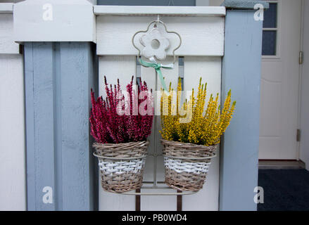 Bush von calluna Anlage mit rosa und gelbe Blumen in Töpfe im Winter Stockfoto