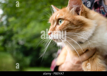 Close-up von Ingwer Hauskatze mit langen Schnurrhaare in jungen Mann Arme. Selektive konzentrieren. Stockfoto