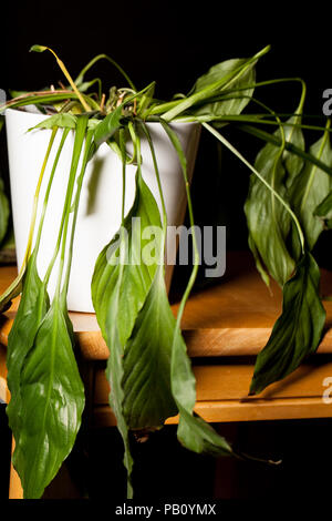 In der Nähe von Sterbenden dehydriert Frieden Lilly Haus Pflanze im Topf. Welke indoor Topf-Pflanze mit hängenden limp verlässt. Stockfoto