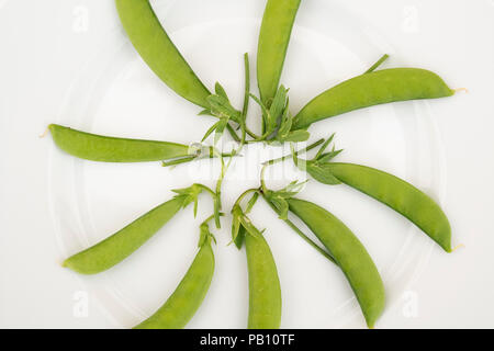 Pisum sativum. Die Erbse ugar Ann'. Sugarsnap Erbsen auf einer Blüte zeigen. Großbritannien Stockfoto