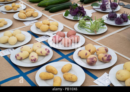 Solanum tuberosum. Kartoffelsorten auf einer Blüte zeigen. Großbritannien Stockfoto