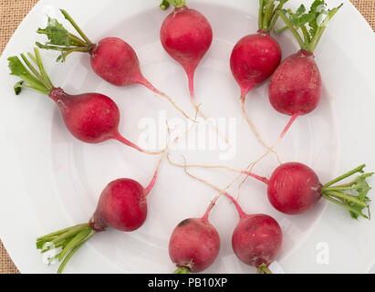 Raphanus sativus. Radieschen. Rettich 'Wien' auf einer Blüte zeigen. Großbritannien Stockfoto