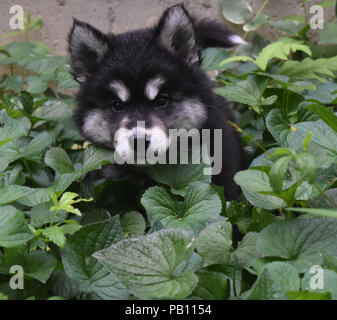 Wirklich süß alusky Welpe Hund versteckt in einem grünen Garten. Stockfoto