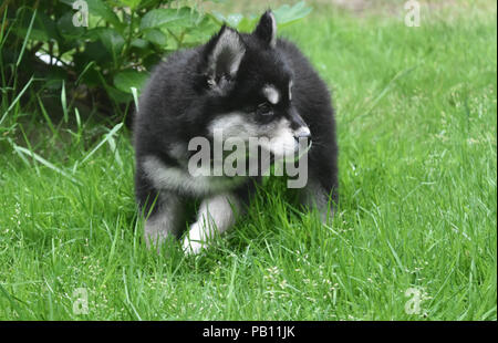 Tag Sommer mit acht Wochen alten alusky Welpe Hund. Stockfoto