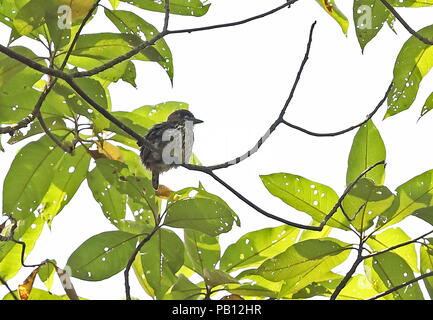 Lanceolated Monklet (Micromonacha Integrifolia) Erwachsenen auf dem Zweig Bombascaro Flusses, Ecuador Februar Stockfoto