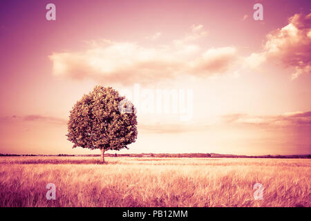 Isolierte Baum in einem Toskana wheatfield - (Toskana, Italien) getonten Bild Stockfoto