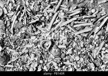 Monochrom. Muscheln am Strand, an der Küste von Lincolnshire, England, Großbritannien Stockfoto