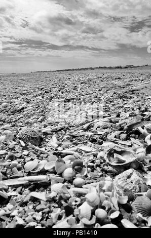 Monochrom. Muscheln am Strand, an der Küste von Lincolnshire, England, Großbritannien Stockfoto