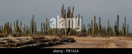 Sahuaros, Pitahaya, y otras especies de Cactus y espinos matorrales característicos del del Desierto sonorense por la Carretera a Bahia de Kino y San Stockfoto