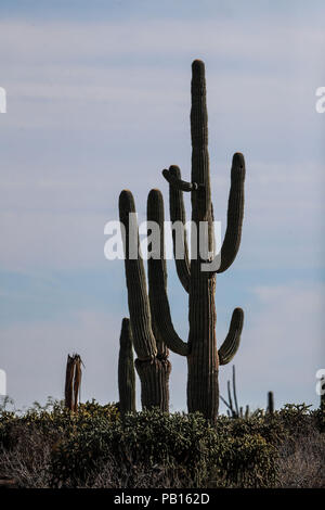 Sahuaros, Pitahaya, y otras especies de Cactus y espinos matorrales característicos del del Desierto sonorense por la Carretera a Bahia de Kino y San Stockfoto