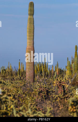 Sahuaros, Pitahaya, y otras especies de Cactus y espinos matorrales característicos del del Desierto sonorense por la Carretera a Bahia de Kino y San Stockfoto