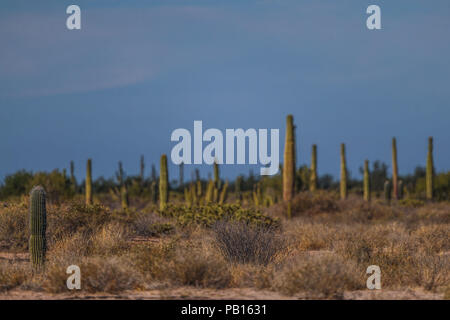 Sahuaros, Pitahaya, y otras especies de Cactus y espinos matorrales característicos del del Desierto sonorense por la Carretera a Bahia de Kino y San Stockfoto