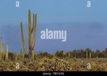 Sahuaros, Pitahaya, y otras especies de Cactus y espinos matorrales característicos del del Desierto sonorense por la Carretera a Bahia de Kino y San Stockfoto