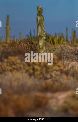 Sahuaros, Pitahaya, y otras especies de Cactus y espinos matorrales característicos del del Desierto sonorense por la Carretera a Bahia de Kino y San Stockfoto