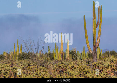 Sahuaros, Pitahaya, y otras especies de Cactus y espinos matorrales característicos del del Desierto sonorense por la Carretera a Bahia de Kino y San Stockfoto