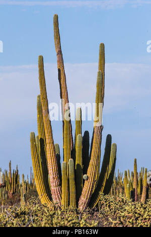 Sahuaros, Pitahaya, y otras especies de Cactus y espinos matorrales característicos del del Desierto sonorense por la Carretera a Bahia de Kino y San Stockfoto