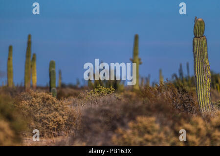 Sahuaros, Pitahaya, y otras especies de Cactus y espinos matorrales característicos del del Desierto sonorense por la Carretera a Bahia de Kino y San Stockfoto