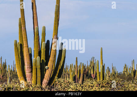 Sahuaros, Pitahaya, y otras especies de Cactus y espinos matorrales característicos del del Desierto sonorense por la Carretera a Bahia de Kino y San Stockfoto