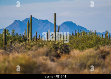 Sahuaros, Pitahaya, y otras especies de Cactus y espinos matorrales característicos del del Desierto sonorense por la Carretera a Bahia de Kino y San Stockfoto