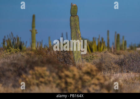 Sahuaros, Pitahaya, y otras especies de Cactus y espinos matorrales característicos del del Desierto sonorense por la Carretera a Bahia de Kino y San Stockfoto