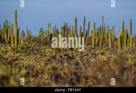 Sahuaros, Pitahaya, y otras especies de Cactus y espinos matorrales característicos del del Desierto sonorense por la Carretera a Bahia de Kino y San Stockfoto