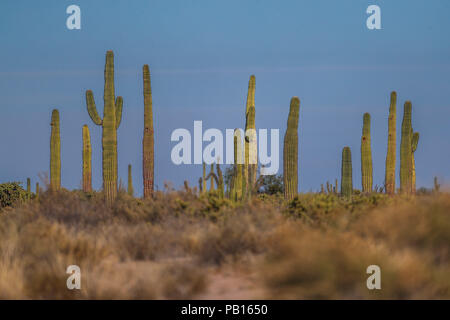 Sahuaros, Pitahaya, y otras especies de Cactus y espinos matorrales característicos del del Desierto sonorense por la Carretera a Bahia de Kino y San Stockfoto