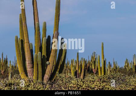 Sahuaros, Pitahaya, y otras especies de Cactus y espinos matorrales característicos del del Desierto sonorense por la Carretera a Bahia de Kino y San Stockfoto