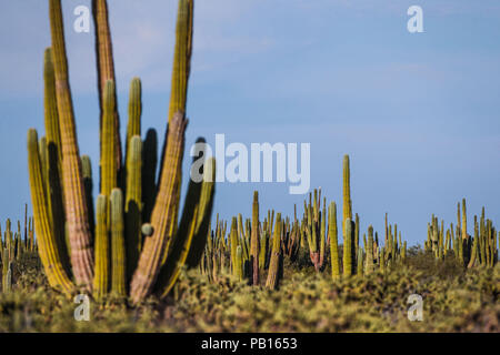 Sahuaros, Pitahaya, y otras especies de Cactus y espinos matorrales característicos del del Desierto sonorense por la Carretera a Bahia de Kino y San Stockfoto