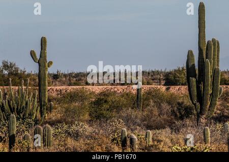 Sahuaros, Pitahaya, y otras especies de Cactus y espinos matorrales característicos del del Desierto sonorense por la Carretera a Bahia de Kino y San Stockfoto