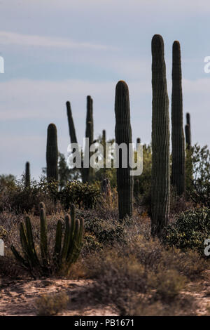 Sahuaros, Pitahaya, y otras especies de Cactus y espinos matorrales característicos del del Desierto sonorense por la Carretera a Bahia de Kino y San Stockfoto