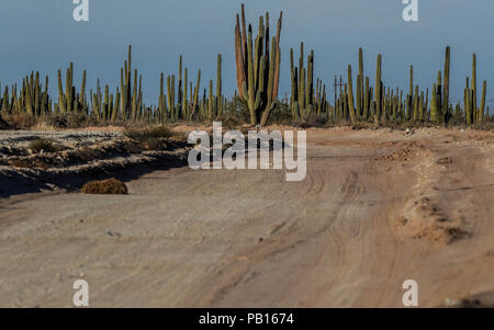 Sahuaros, Pitahaya, y otras especies de Cactus y espinos matorrales característicos del del Desierto sonorense por la Carretera a Bahia de Kino y San Stockfoto
