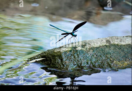 Ebenholz jewelwing biegt seine schönen iridious Metallic grün-blauen Farben auf Rock stream im natürlichen Lebensraum in Toronto, Ontario, Kanada Stockfoto