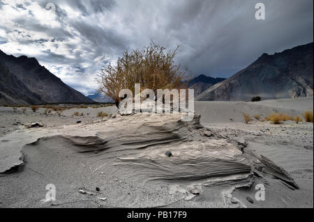 Pflanze wächst an Nubra Valley Dünen der Wüste. Landschaft des Himalaya-Gebirges. Indien, Ladakh, Höhe 3100 m Stockfoto