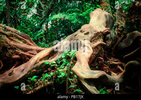 Geheimnisvolle Landschaft des nebligen Wald. Schrägen Baumstamm und Wurzeln mit dicken grünen Moos gegen hohe bewachsene Stämme der exotischen Pflanzen für den Hintergrund. Stockfoto