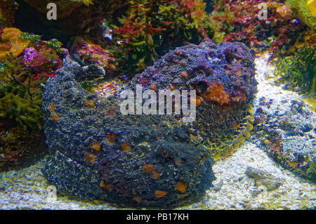 Synanceia verrucosa bekannt als das Riff Steinfisch ist die gefährlichste giftige Fische der Welt. Sie wie ein Rock schauen Stockfoto